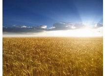 ОАО «Лазаревский Хлебозавод»