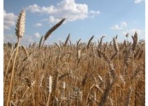 Агрофирма «Кудепста»